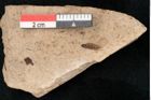 Foto (Detailansicht) von Callitris brongniartii Endl. (NHMW-GEO-2024-0188-8213)